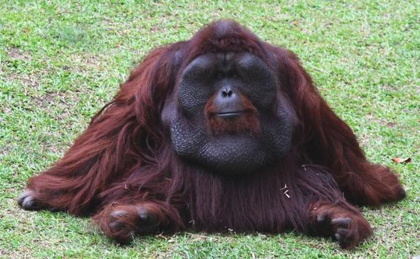 bornean orangutan
