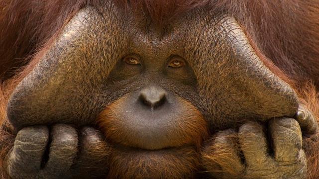 Bornean Orangutan Pongo pygmaeus