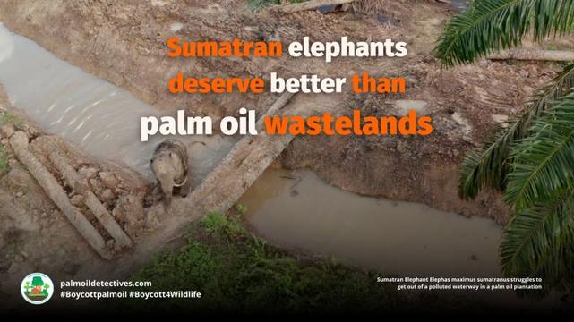 Sumatran Elephant Elephas maximus sumatranus struggling to find food on a palm oil plantation