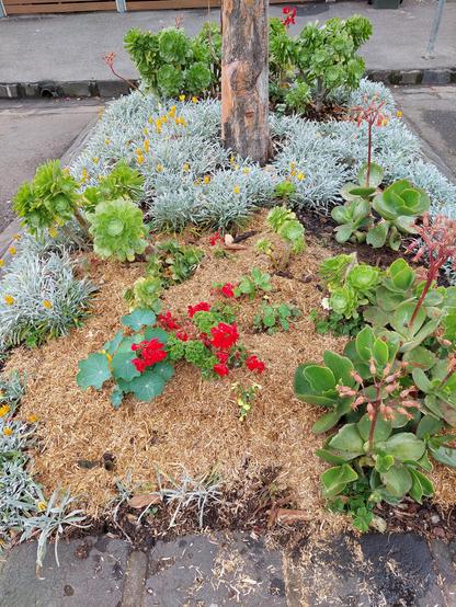 Rectangular garden bed with a lot of light coloured straw mulch covering the large gaps between plants. Some small plants had a few red flowers. On the right side are large succulents with large, fleshy green leaves. On the left side and the front of the garden bed are the silvery-green small slender leaves of gazanias, some of which have small yellow flowers. In the background is the small trunk of a tree that is surrounded by lots of silvery-green gazania plants with a few yellow flowers. Behind the tree are some more succulents. The garden bed is surrounded by asphalt road on the left and right, and behind the garden bed is an asphalt footpath.