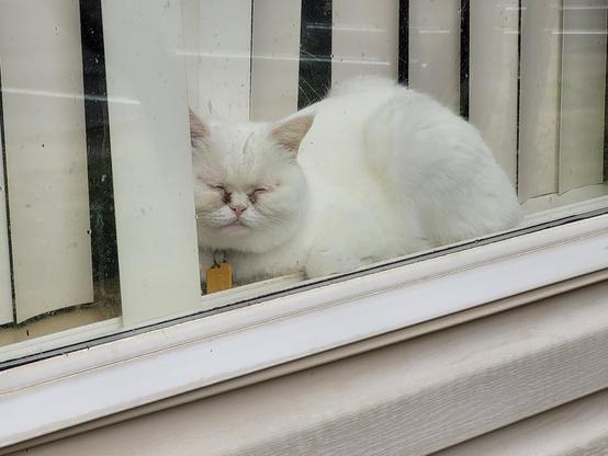 A white cat snoozing on an inside windowsill. #Caturday #Mastocats #WhiteCat