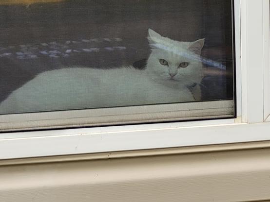 A white cat glaring at you from inside the window. #Mastocats #Caturday #WhiteCat