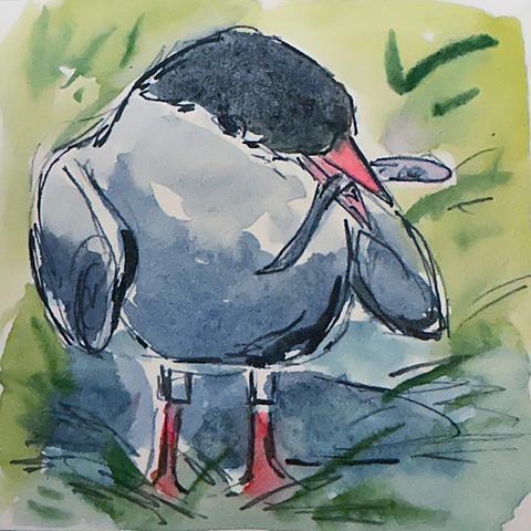 Grayish white bird with black head, red beak and legs, eating a small fish.