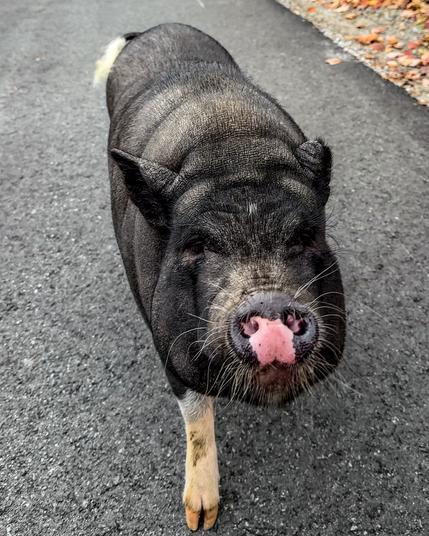 A close up of a potbelly pig walking on a road. The pig has a fine black fur and mostly pink nose