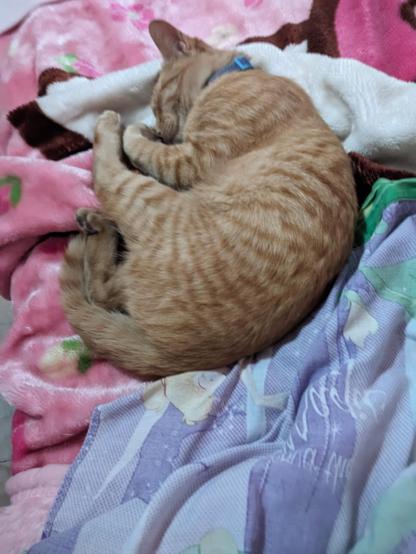 Gato naranja durmiendo en posición acurrucada sobre mantas de colores. La manta principal es de color rosa con detalles de flores, y hay otra manta con tonos lilas y verdes. El gato lleva un collar azul y parece estar muy cómodo descansando.