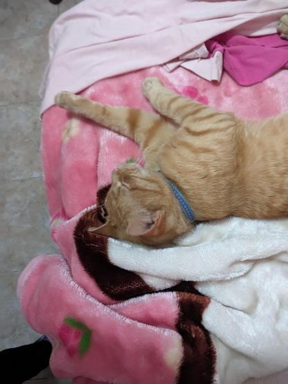 Gato color naranja acostado sobre una cama con una cobija rosada y blanca. El gato lleva un collar azul y parece estar descansando o durmiendo. La cama tiene diferentes cobijas y una prenda rosa encima. La imagen muestra un ambiente tranquilo y acogedor.