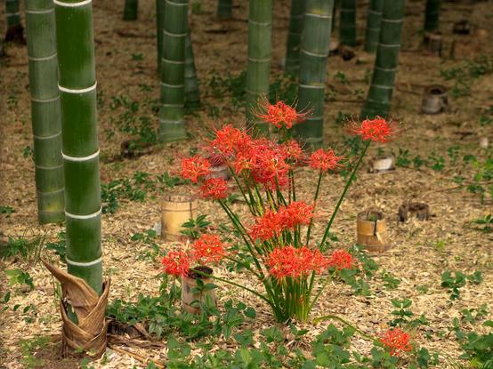 Spider lilies in a grove of bamboo trees in Tokyo Japan