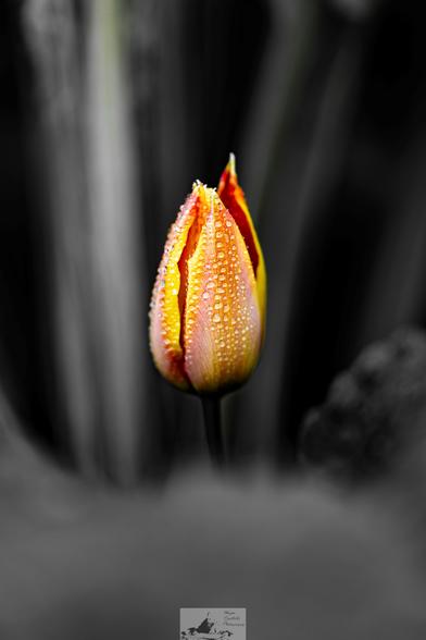 A tulip in colour with a black and white background