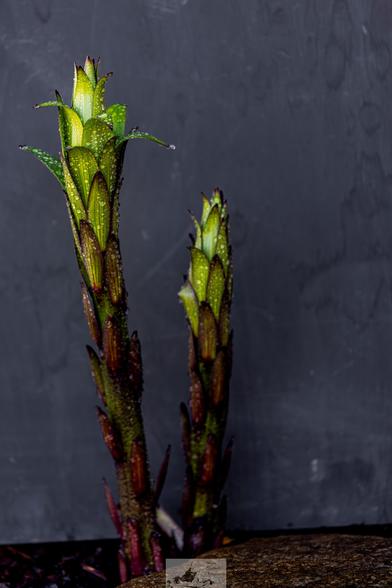 giant lily stalks on a grey background
