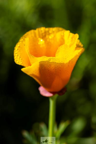 yellow flower, I have no idea what flavour
