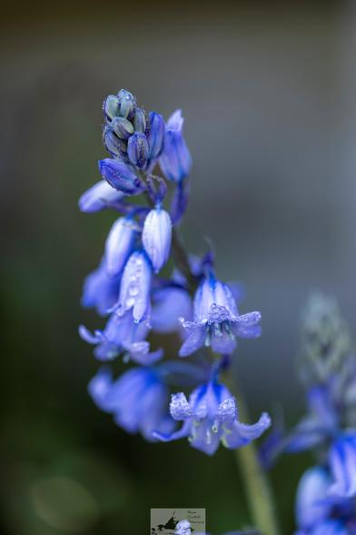 blue flowers, I think they might be an Iris