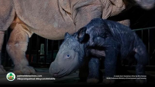 New born Sumatran Rhino Dicerorhinus sumatrensis and her mother