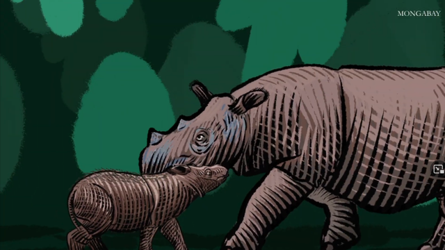 Sumatran Rhino Dicerorhinus sumatrensis