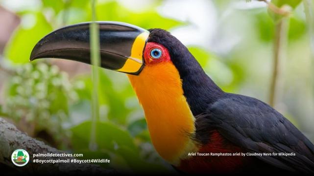 Ariel Toucan Ramphastos ariel