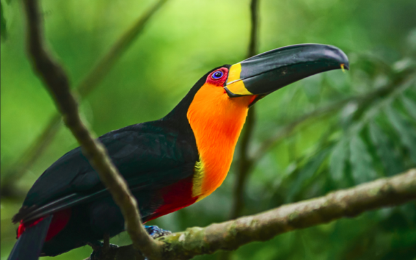 Ariel Toucan Ramphastos ariel