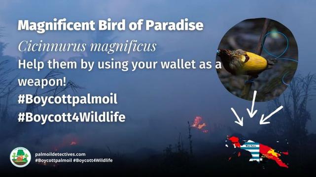 Magnificent bird of paradise - papua