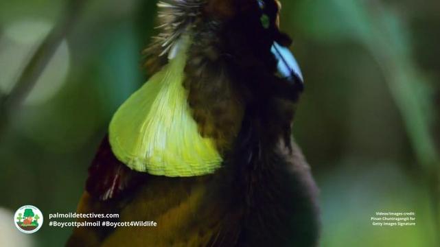 Magnificent Bird of Paradise Cicinnurus magnificus - Papua New Guinea (3)