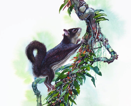 Mentawi Flying Squirrel Iomys sipora