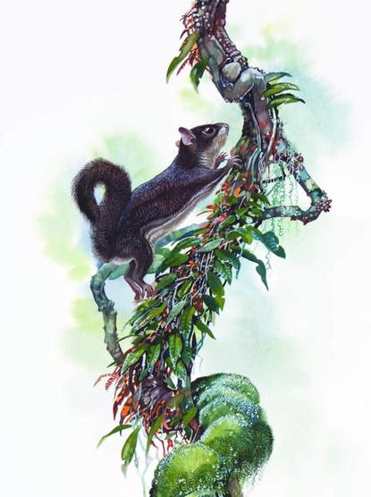 Mentawi Flying Squirrel Iomys sipora