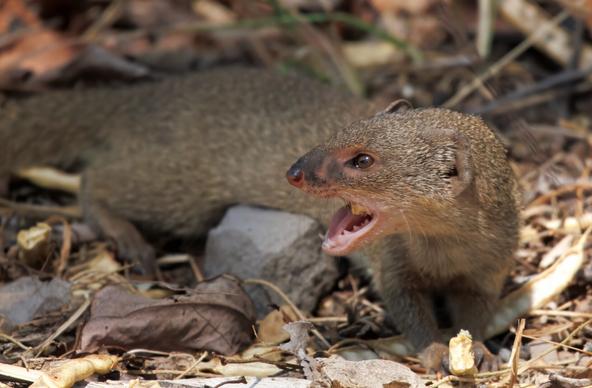 mongoose