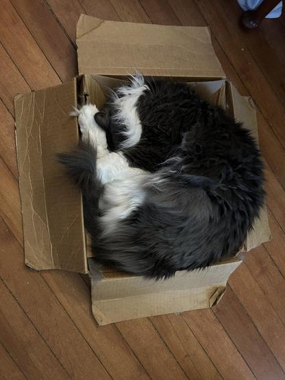 A floofy grey and white kitty napping curled up on her side in a shallow oblong box. Her face is tucked out of sight and her back leg stretched to her head. She forms a semi circle, mostly dark almost black fur, with white around her neck and her legs.