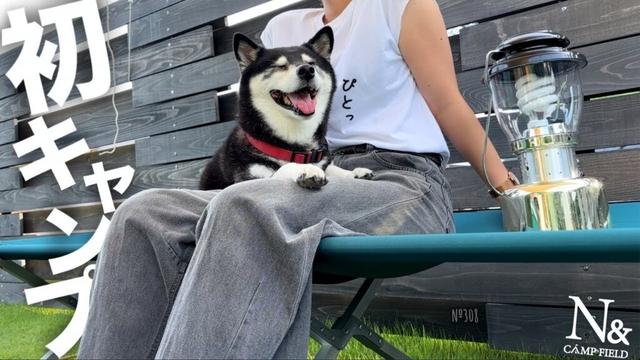 【初キャンプ】暑くても、大好きなお姉ちゃんにくっつきたい柴犬が可愛い【N＆CAMP FIELD】（№308）