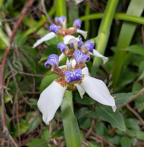 Neomarica gracilis (Walking Iris) - "three big white petals, leopardskin patterned in the centre, and three central petals marked with a vibrant blue and white mosaic" as described on Australian Plants Online
