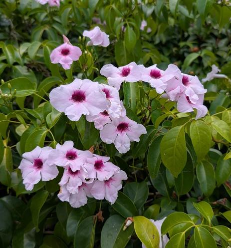 Pandorea Jasminoides (Bower of Beauty) - "clusters of large soft white-pink flowers with dark centres"