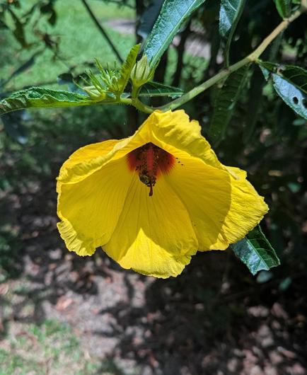 Hibiscus - red cottonwood - broad petal bright yellow flowers.