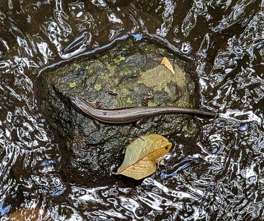 Beautiful native skink resting on a rock in a creek.