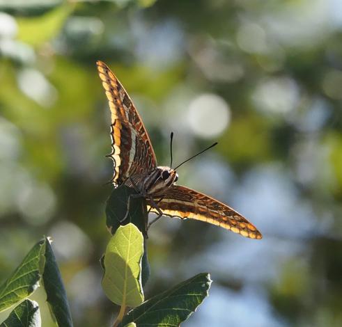 A colourful butterfly with orange, beige and darker regions sits on top of a leaf in the sun. It looks like it wants to enjoy the sunlight or start flying again