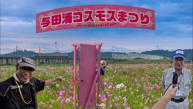 継承が難しい？それでも！「千葉県香取市 与田浦コスモスまつりドキュメンタリー」魅力は永遠に続く！ドローン男子空撮