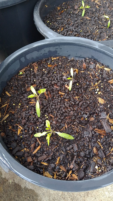 Large black plastic pots showing some small tomato plants coming up