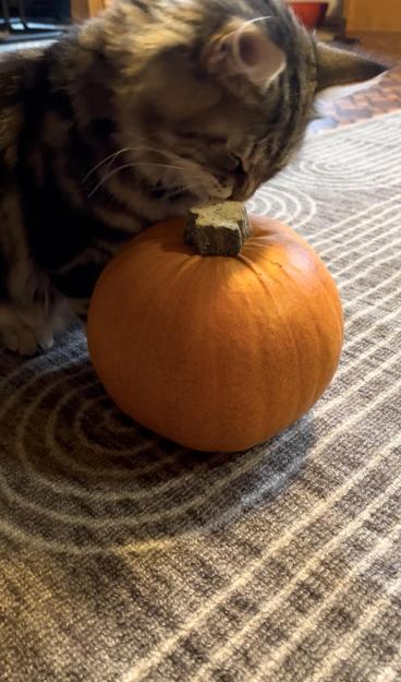 Ruskea kissanpentu ihmettelee pientä oranssia kurpitsaa matolla