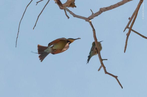 A male rainbow bee-eater with a bee in its beak approaching a branch with a female perched on it