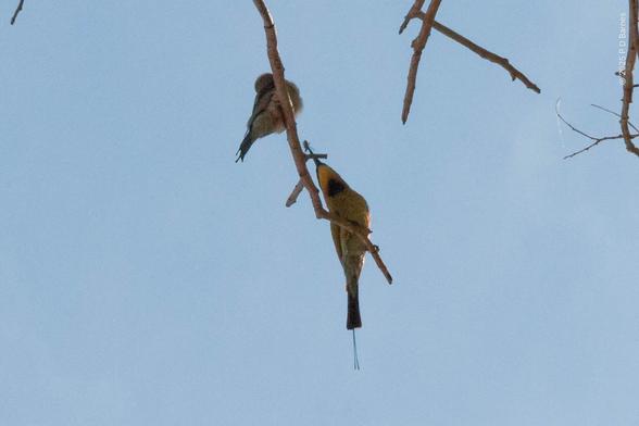 The male bee-eater is proffering the bee, and the female has turned her head away. Sigh.