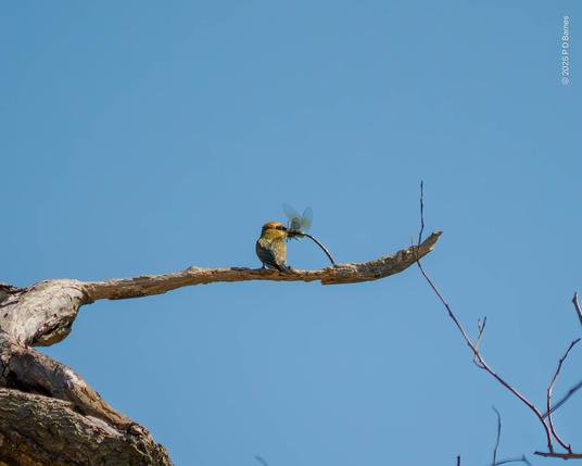 A bee-eater perched on a dead branch  holding a dragonfly almost as long as it in its beak. Probably wondering what to do next.