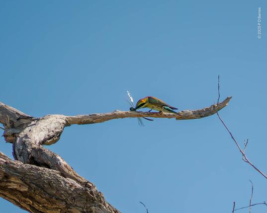 The bee-eater whacking the dragonfly against the branch.
