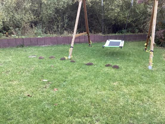 Kette von Maulwurfshügel im Garten. Den ganz linken habe ich vorletzte Woche eingeebnet. Gestern hat er sich dann wohl doch entschieden bei uns weiter zu buddeln und nicht woanders.