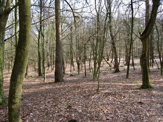 A sparse woodland in Macclesfield, England, features a mix of tall and slender trees with bare branches, allowing sunlight to filter through. The ground is covered with a thick layer of fallen brown leaves, with occasional patches of moss and small twigs scattered throughout. Tree trunks vary in thickness, some with smooth bark and others rougher, while a few lean at slight angles. The forest floor is relatively open, with minimal undergrowth, giving an unobstructed view into the distance between the trees. The area appears quiet and undisturbed, with a natural, early-spring atmosphere.