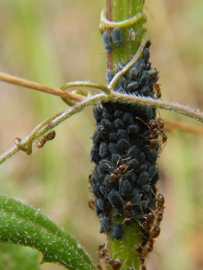 A photo of a green plant stem covered in a mass of black aphids, America regwort aphids, being tended by tan brown Australian ants, in New Zealand.

For details and higher resolution photos, see my iNat observation at https://inaturalist.nz/observations/320306081