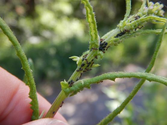 Another photo of a green plant stem with black aphids, America regwort aphids, being tended by tan brown Australian ants, in New Zealand. My hand is there for scale holding the plant.

For details and higher resolution photos, see my iNat observation at https://inaturalist.nz/observations/320313017