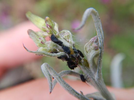 A photo of a greyish hairy plant stem covered in black aphids, America regwort aphids. This plant is the NZ Pahohoraka, Senecio quadridentatus.

For details and higher resolution photos, see my iNat observation at https://inaturalist.nz/observations/320306091