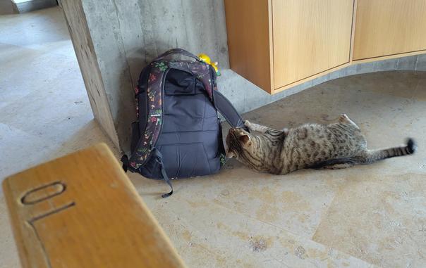 Tigerkater Coco liegt auf dem steinernen Fussboden der Kirche und spielt mit dem Riemen von Lil Bros Rucksack.
