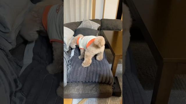 ガムを上手に隠せるようになった大きいトイプードル #デカプー #トイプードル #toypoodle #犬 #いぬ #犬のいる生活