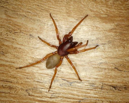 A good-sized spider, patrolling the floor inside a house. Each main part of her body comes in a different colour, plain, with no design. Her cepahlothorax (head and thorax), including the large fangs, is a deep wine-red. The abdomen is light greyish brown (others may have creamy yellow or grey abdomens). And the legs are a warm medium brown. 
We know she's female because her palps (brown like the legs) are narrow; the males have "boxing-glove" palps.)
Looking closely, you may see the ridges circling the top of the abdomen, and the shape of the cephalothorax, with a raised section in front, and a flatter, round base.