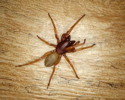 A good-sized spider, patrolling the floor inside a house. Each main part of her body comes in a different colour, plain, with no design. Her cepahlothorax (head and thorax), including the large fangs, is a deep wine-red. The abdomen is light greyish brown (others may have creamy yellow or grey abdomens). And the legs are a warm medium brown. 
We know she's female because her palps (brown like the legs) are narrow; the males have "boxing-glove" palps.)
Looking closely, you may see the ridges circling the top of the abdomen, and the shape of the cephalothorax, with a raised section in front, and a flatter, round base.