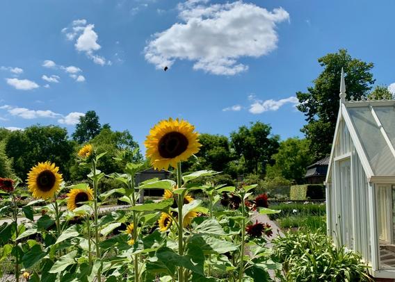 a bunch of beautiful sunflowers in a local park on a hot summer day.