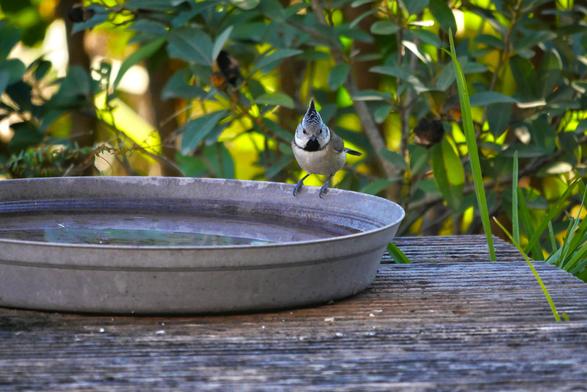 Une mésange huppée de trois-quarts face, la tête tournée face à l'objectif et la huppe dressée. Elle est agrippée au rebord d'une coupelle grise contenant de l'eau. La coupelle est posée sur des caillebottis striés et surplombe un buisson aux feuilles vert foncé. Dans le fond, derrière le buisson, quelques feuilles sont éclairées par le soleil et prennent une teinte vert jaune lumineuse.