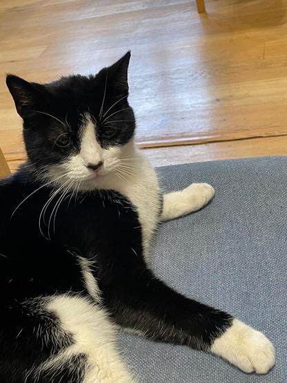 Black and white cat posing on a chair